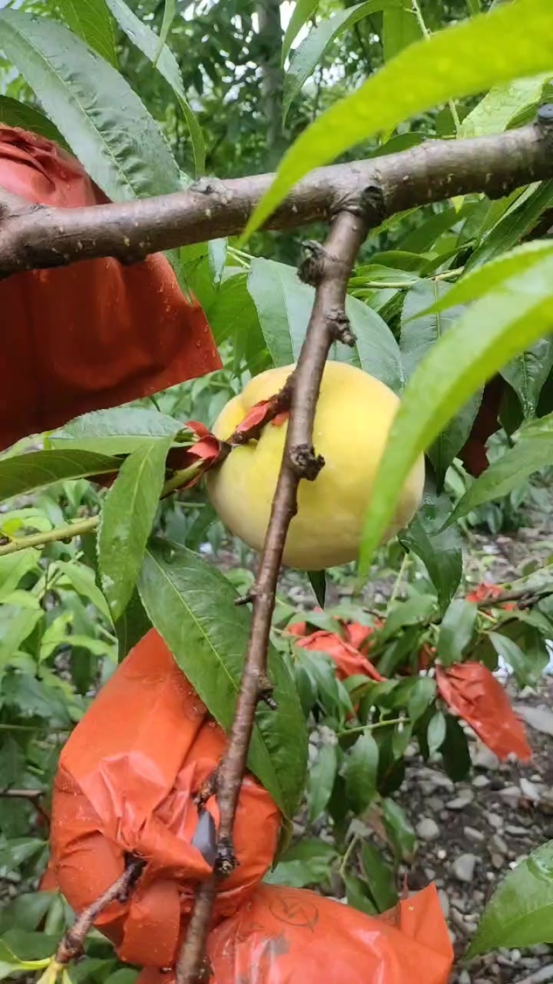 黄桃