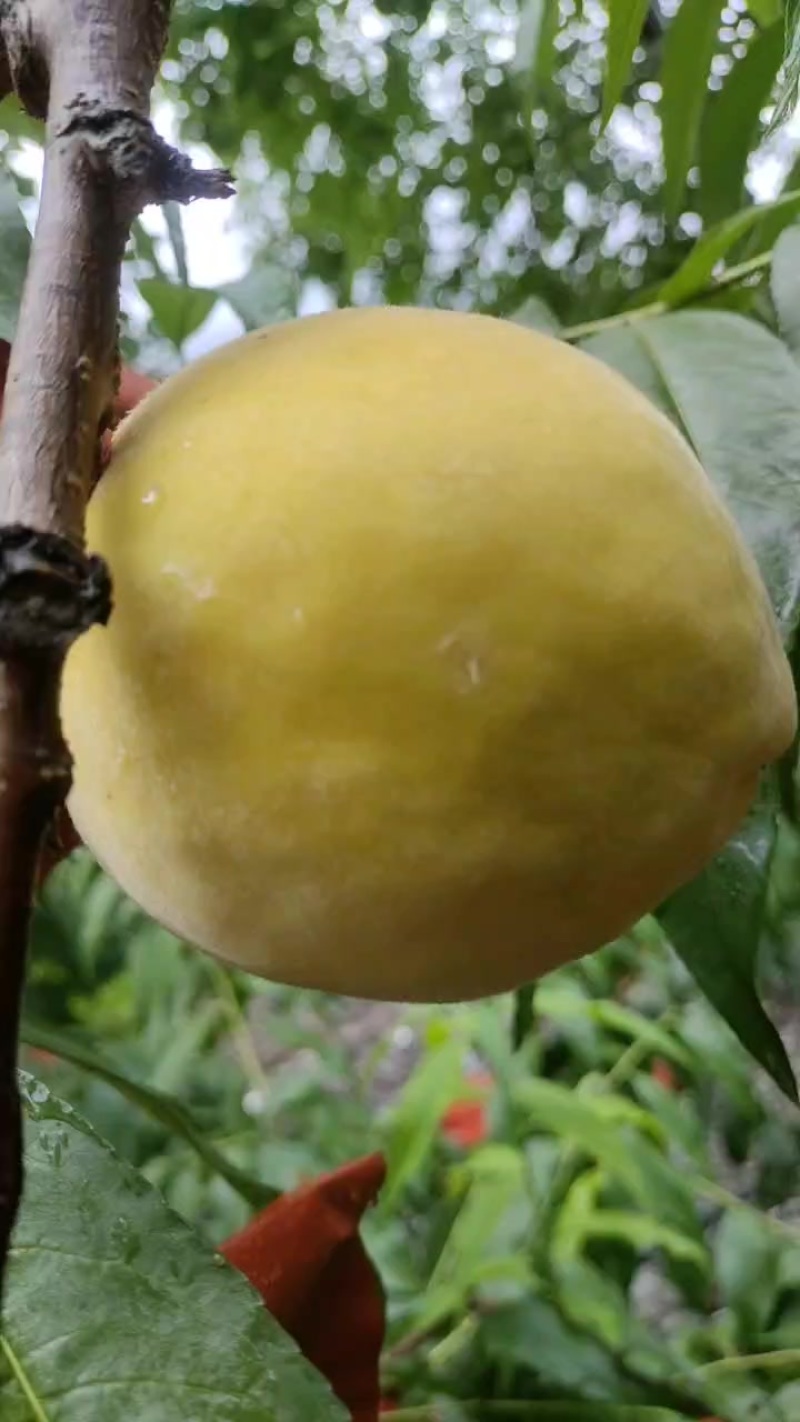 黄桃