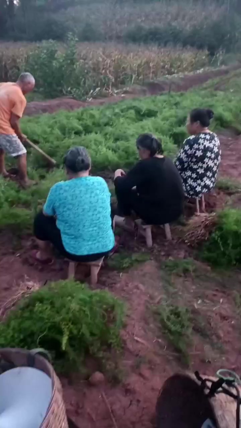 天冬苗