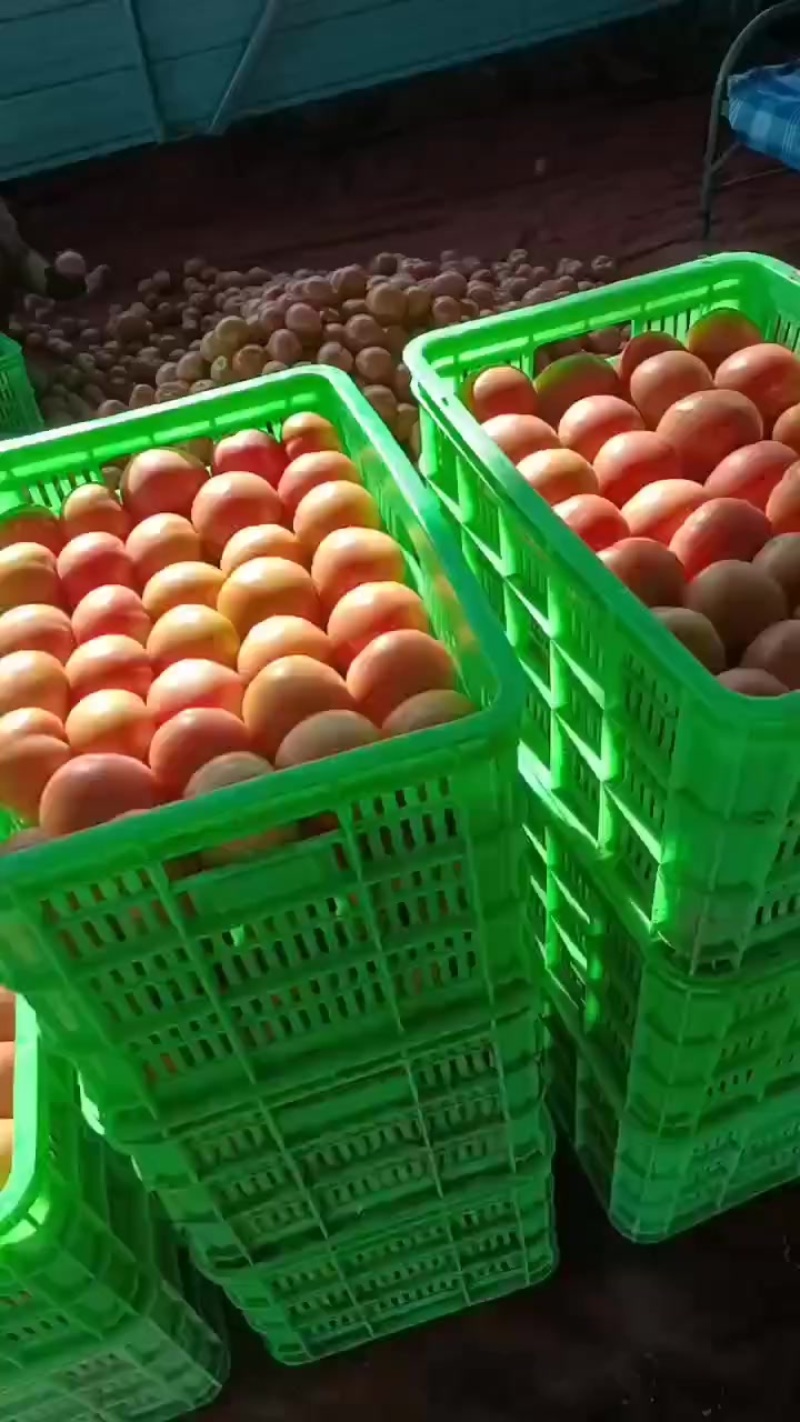 硬粉西红柿