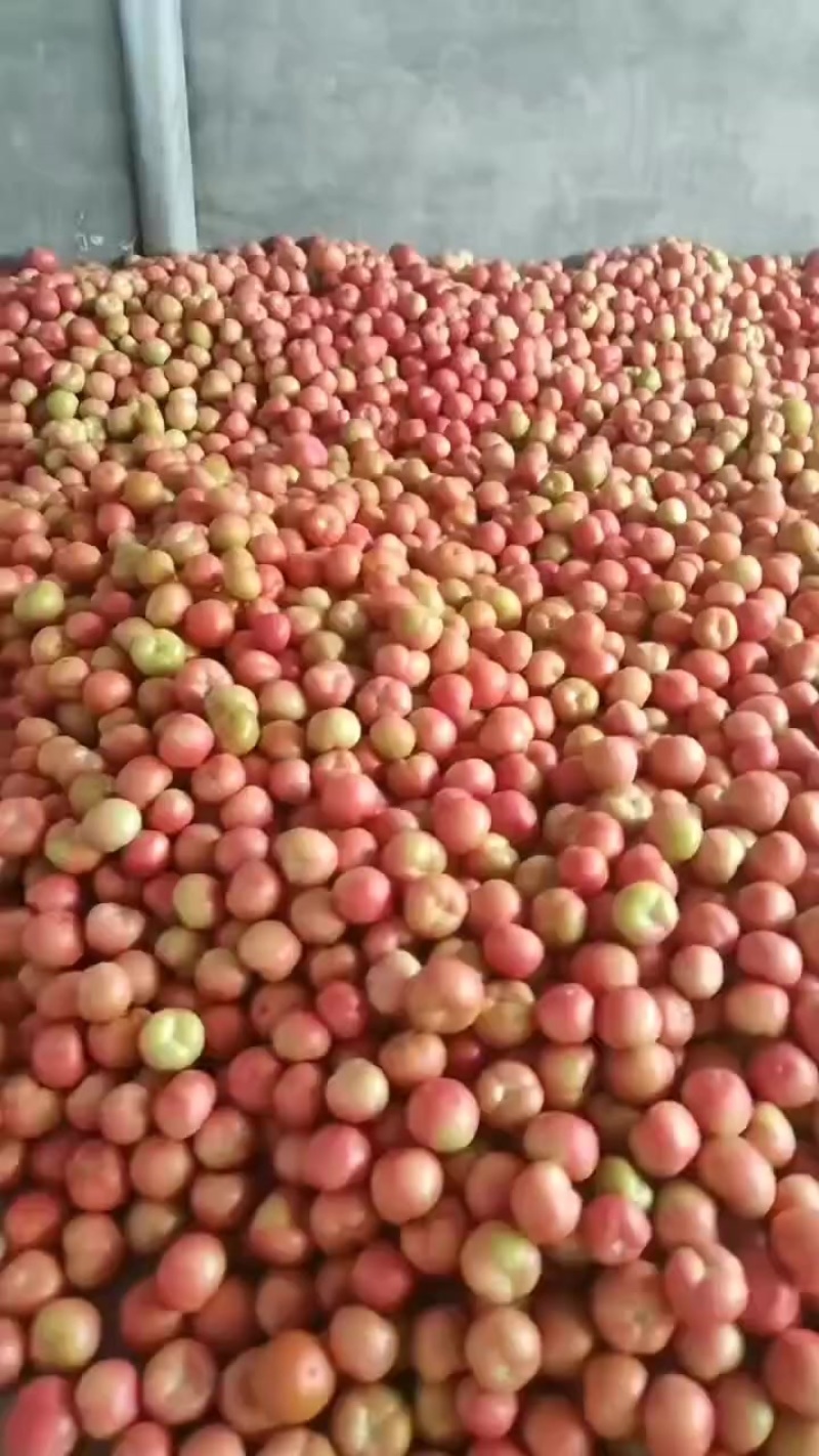 硬粉西红柿