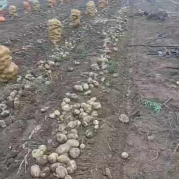 实验一土豆**价格