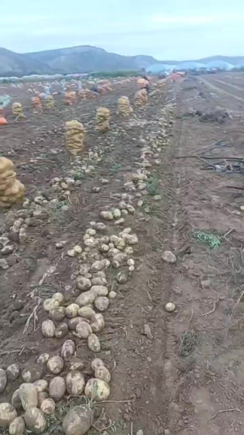 实验一土豆**价格