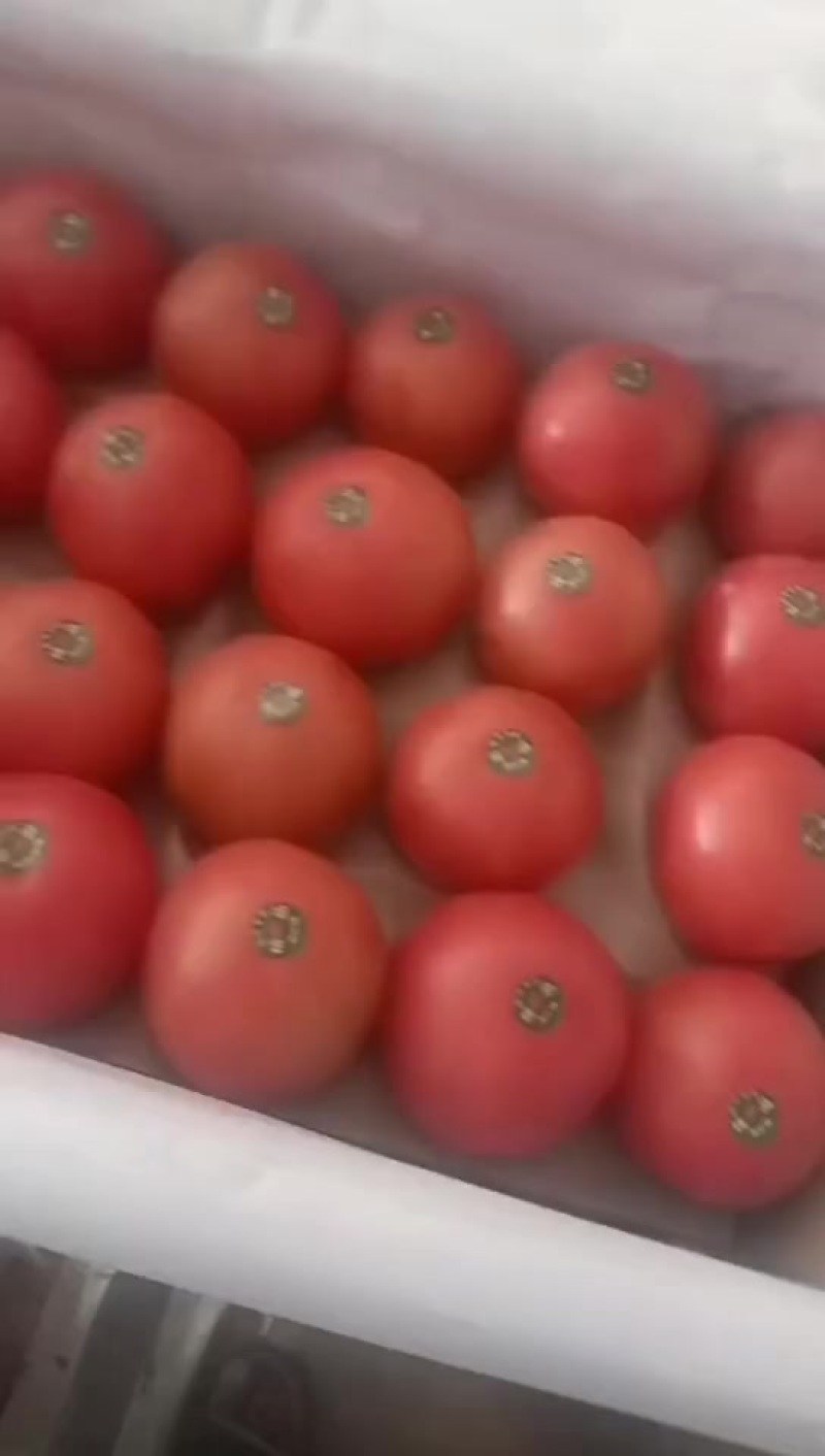 硬粉西红柿