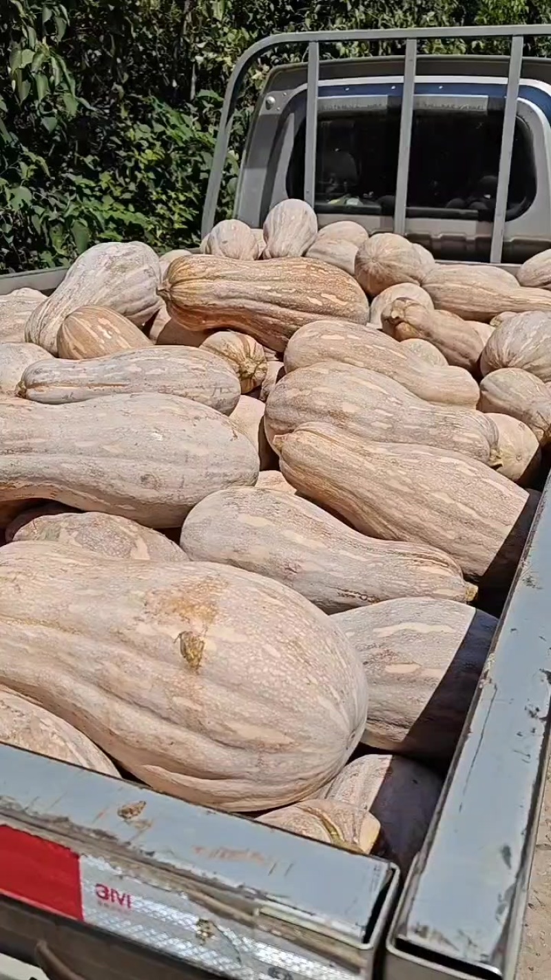 老南瓜，价格实惠，自然黄，个头大。