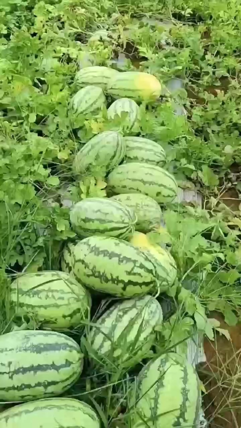 富菜士西瓜