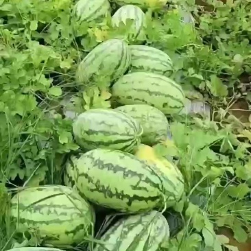 富菜士西瓜