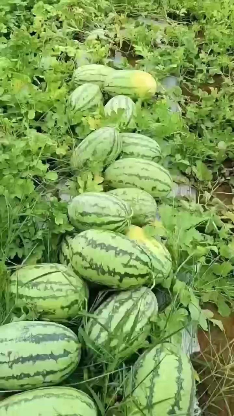 富菜士西瓜