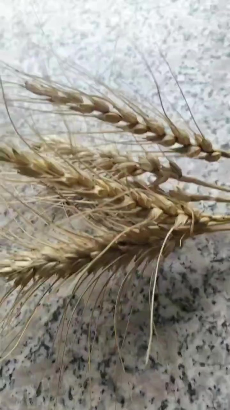 小麦
