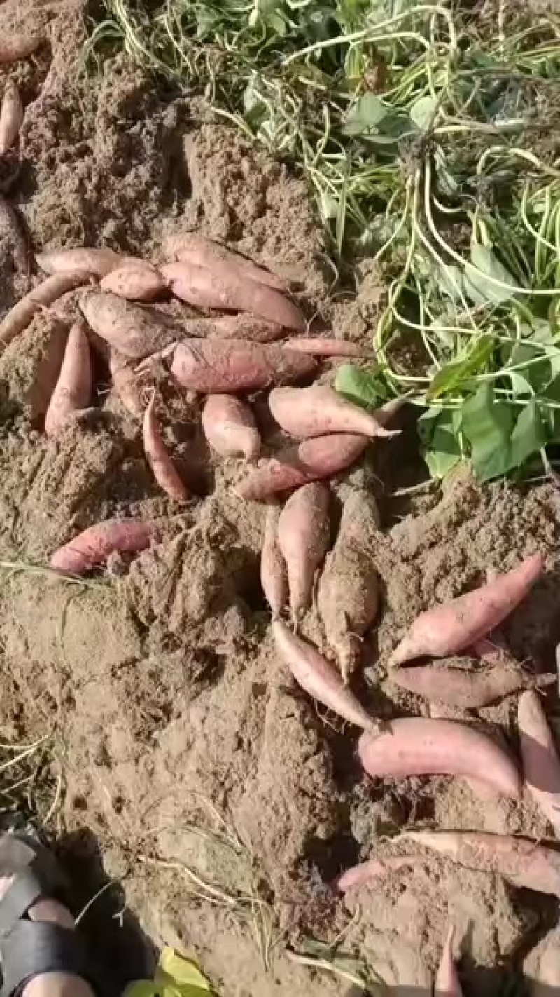 六鳌蜜薯