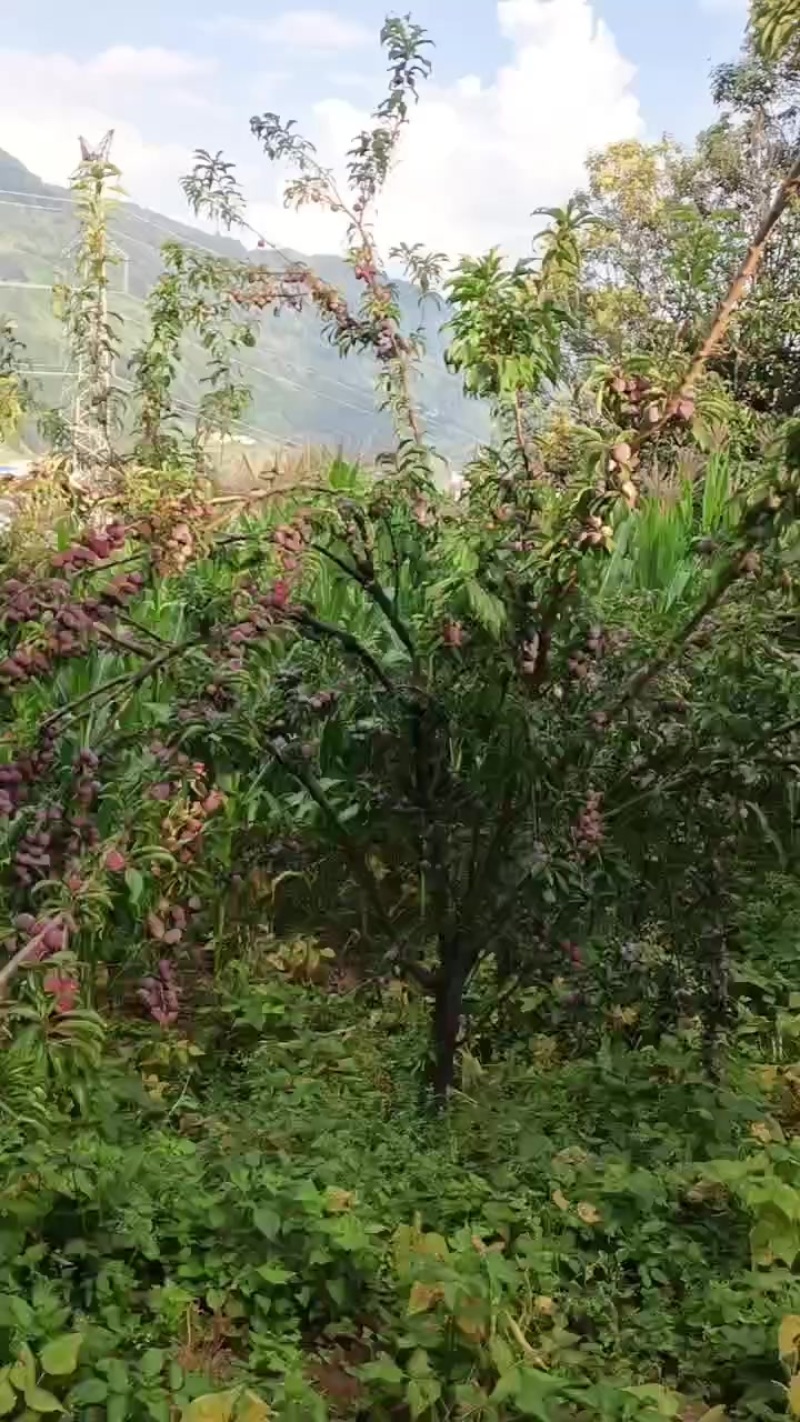 李子