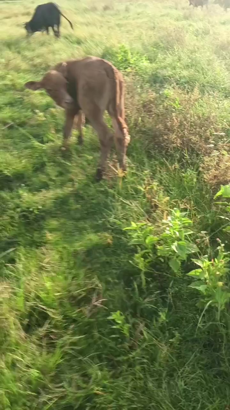 犁杂黄牛