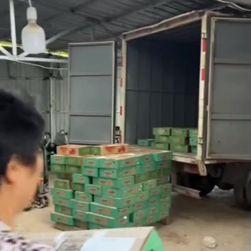 珍珠枣油桃大量上市脆甜脆甜，有需要的老板联系，对接平台，