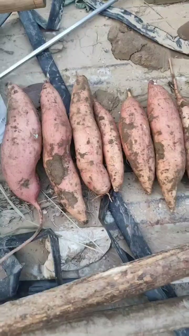 红皮哈密