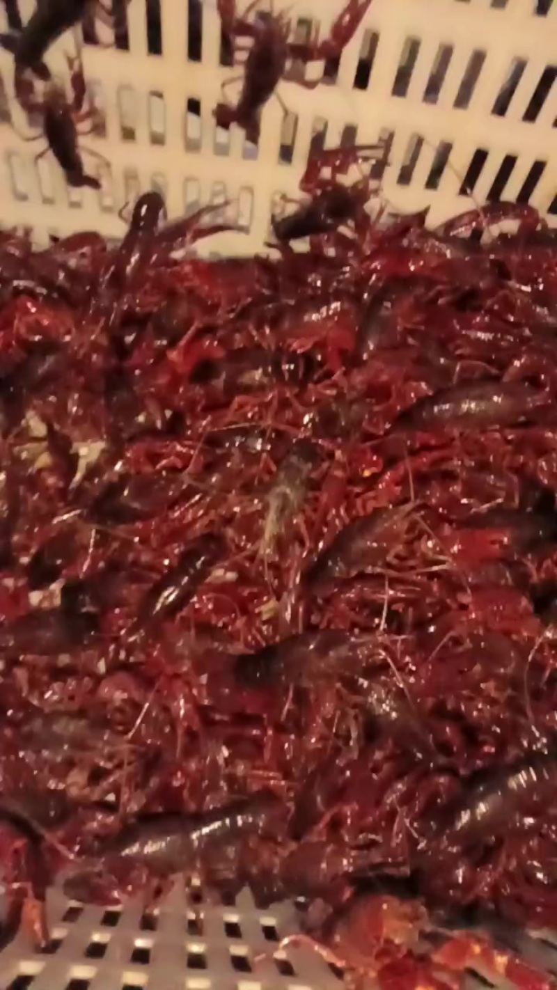 小龙虾