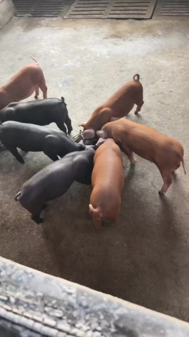 黑黄猪苗