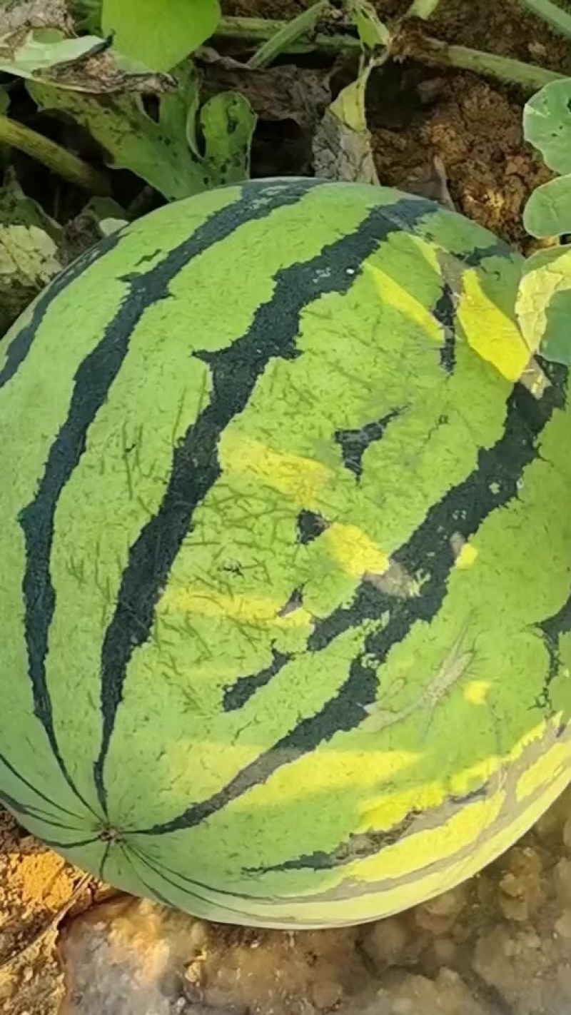 麒麟西瓜