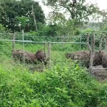 鸵鸟