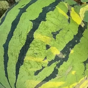 麒麟西瓜
