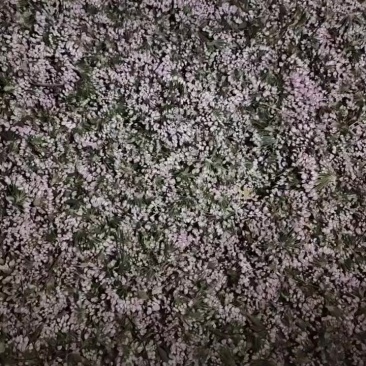 野生摘麻麻花