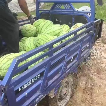 金花六号