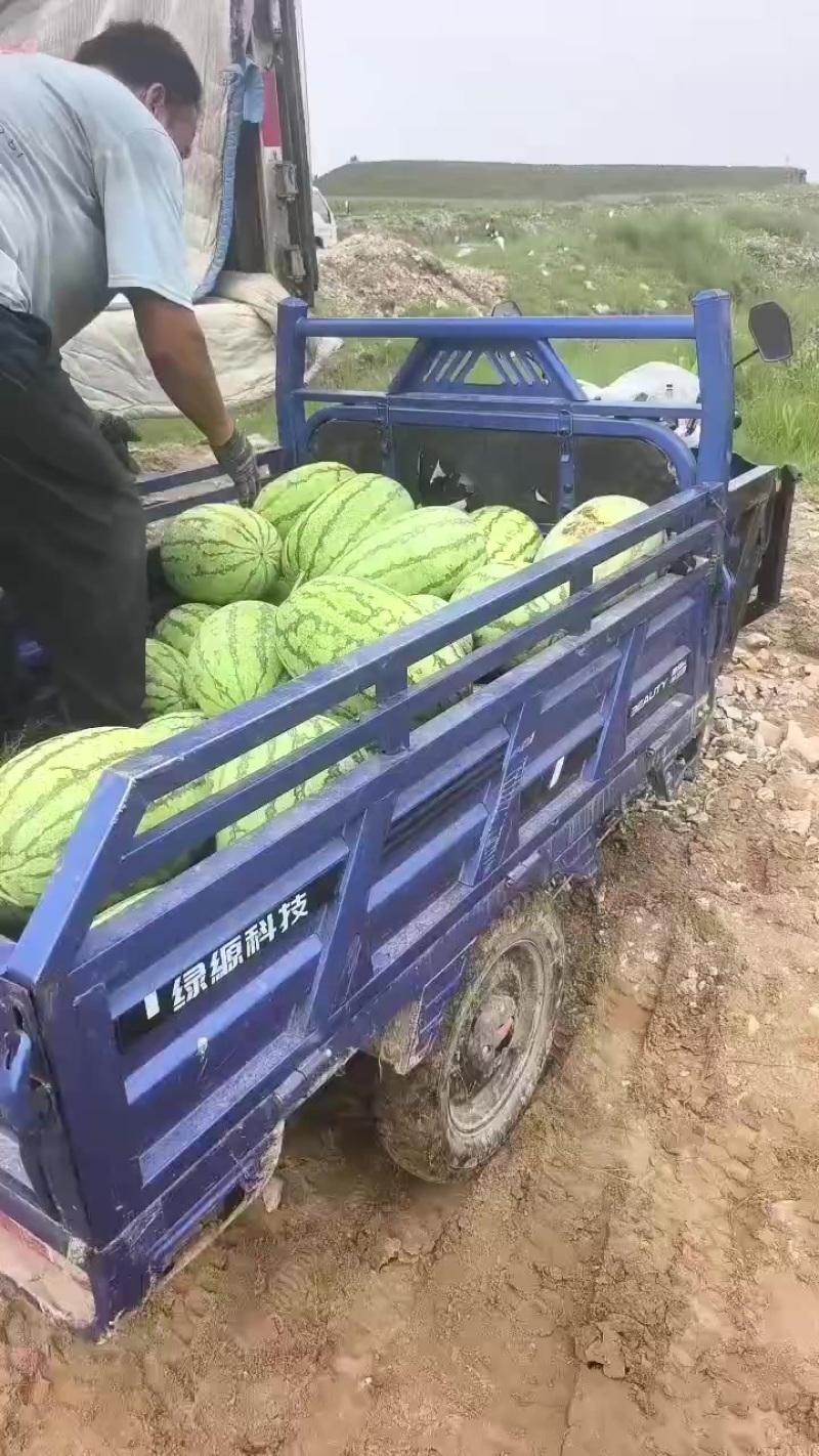 金花六号