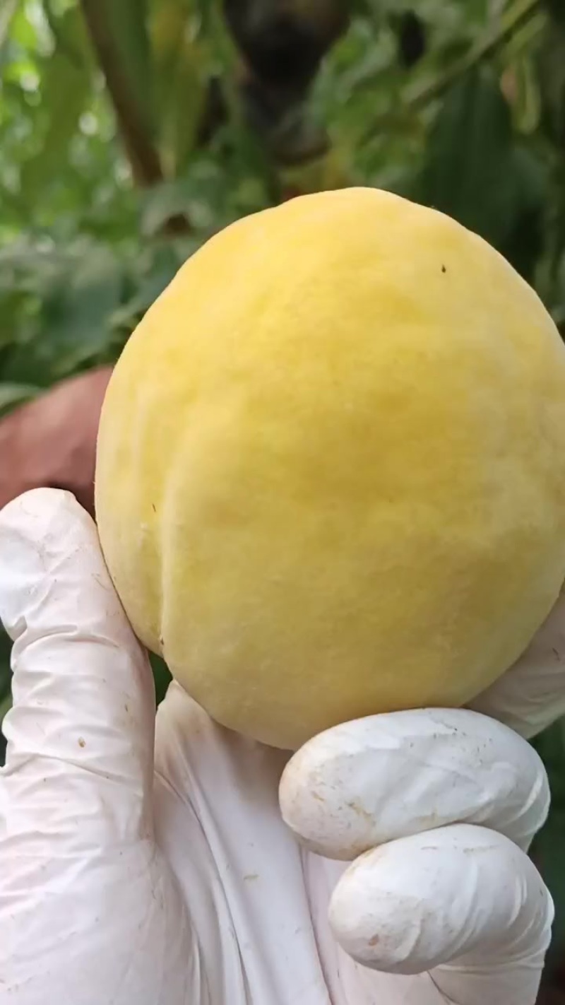黄桃