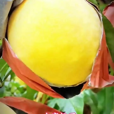黄桃