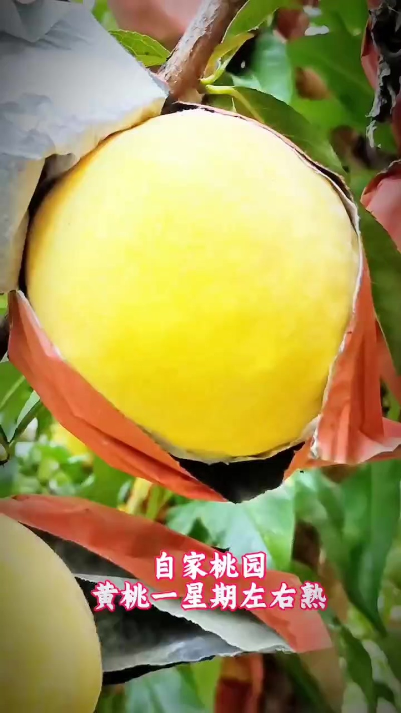 黄桃