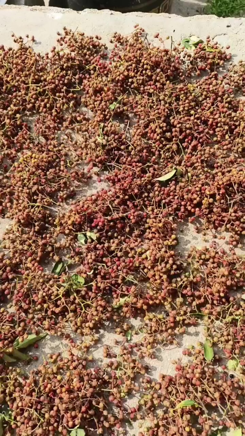 山东鲜花椒
