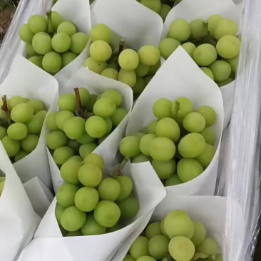 阳光玫瑰