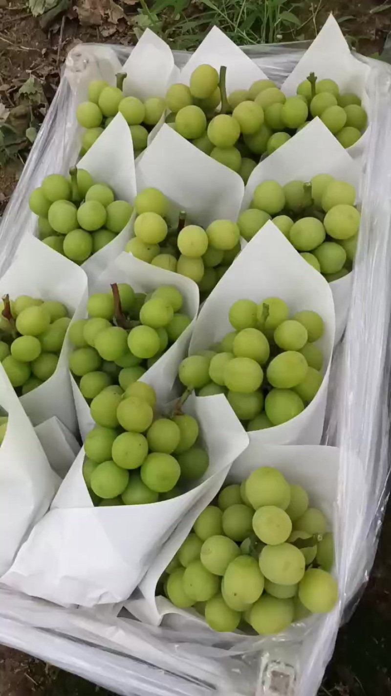 阳光玫瑰