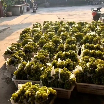 阳光玫瑰