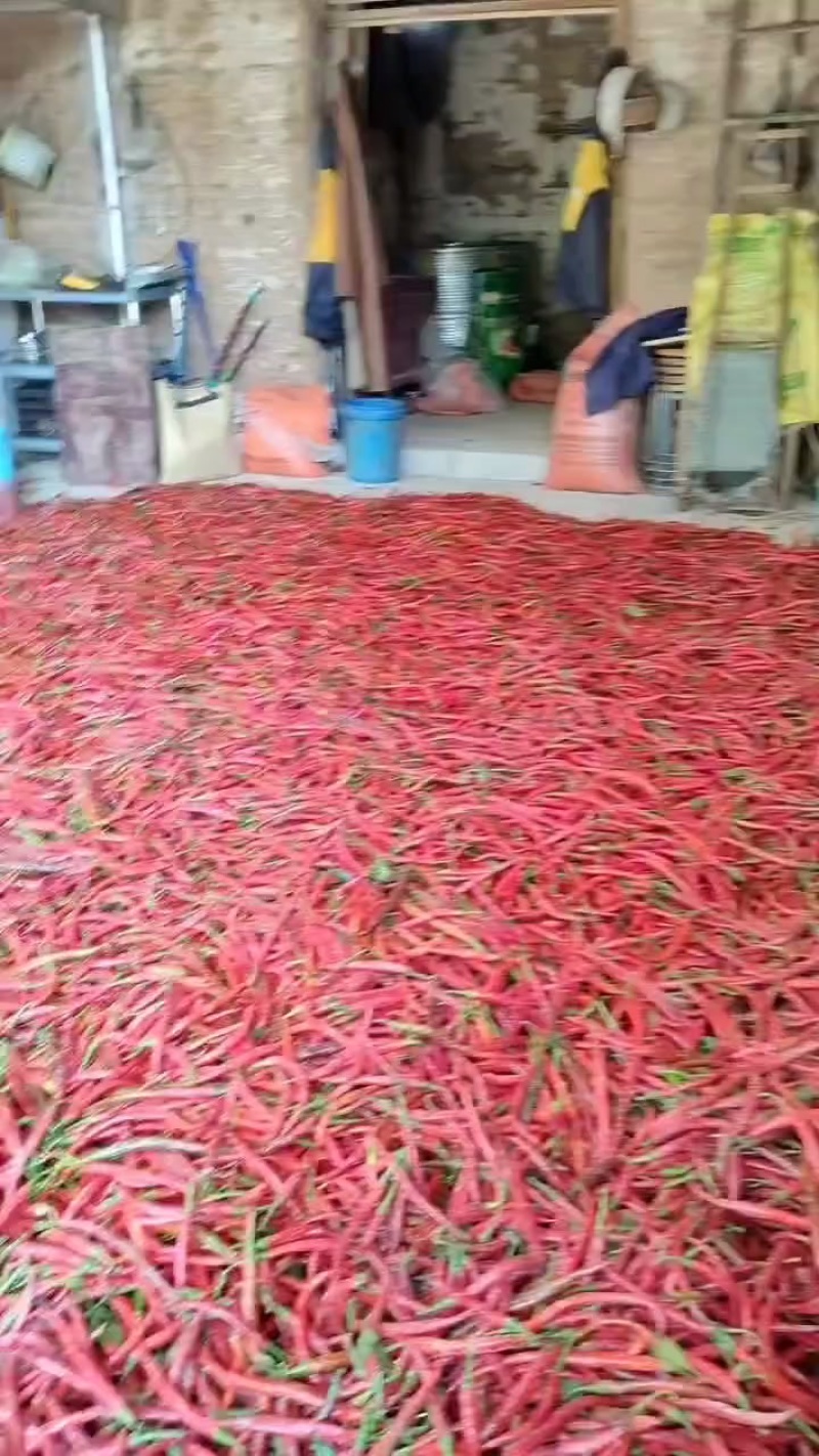 新鲜二荆条