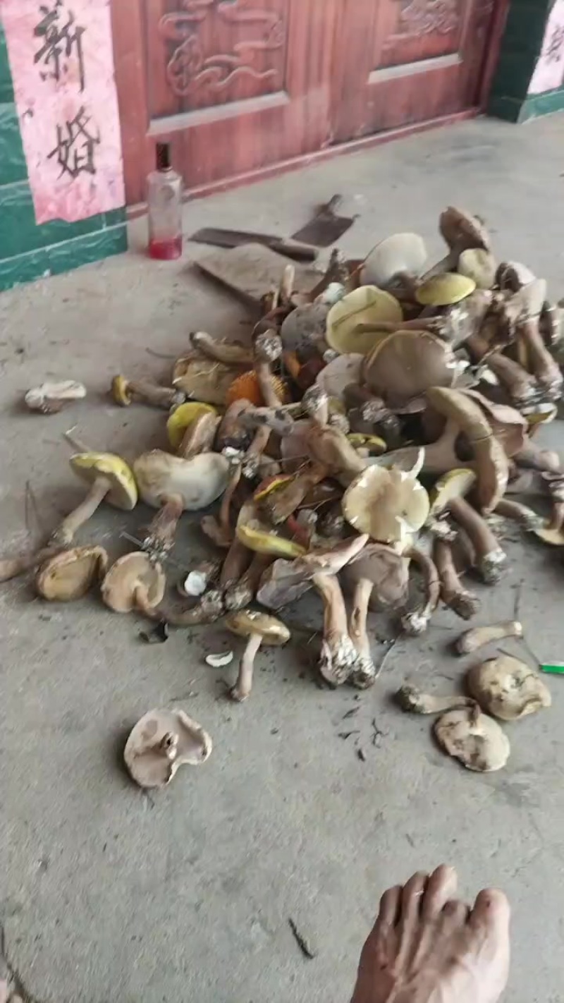野生菌