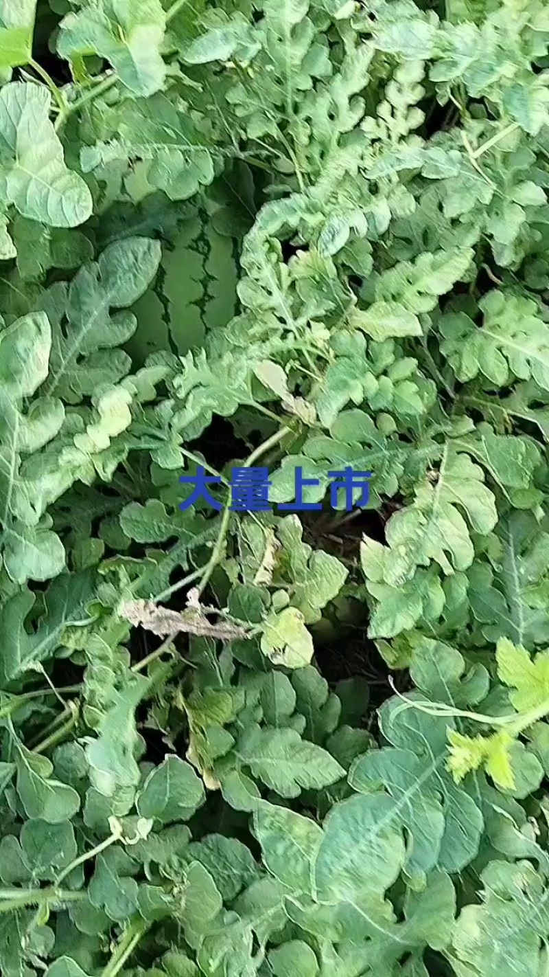 一龙8号