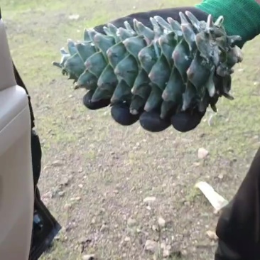 当年红松塔