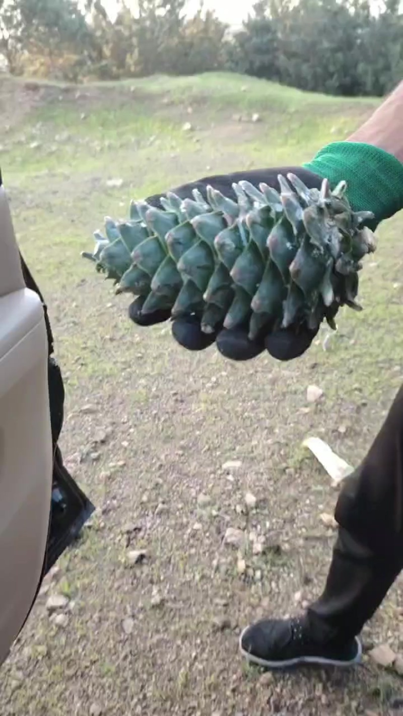 当年红松塔