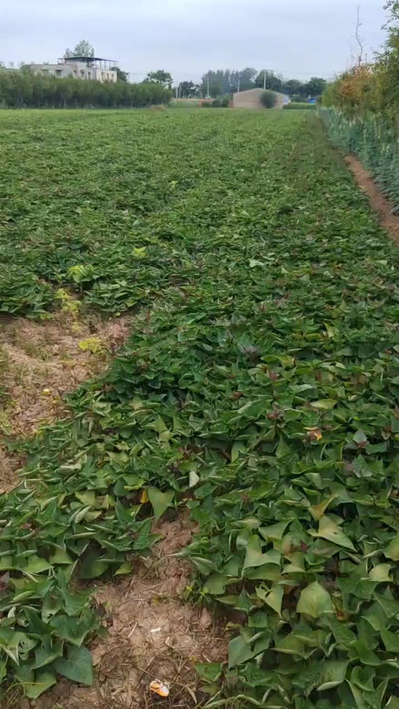西瓜红