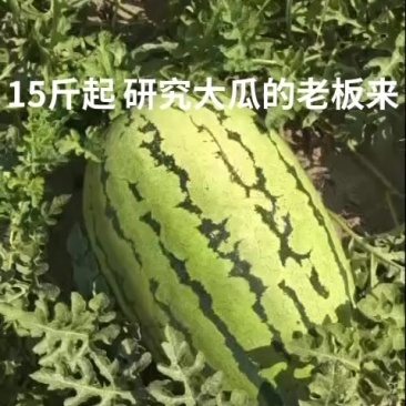 共100亩