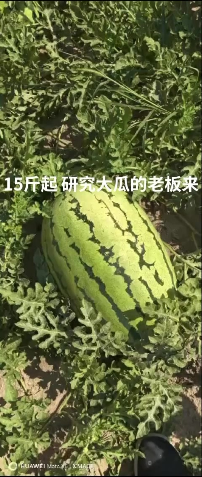 共100亩