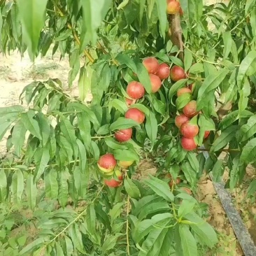 珍珠枣油桃3号