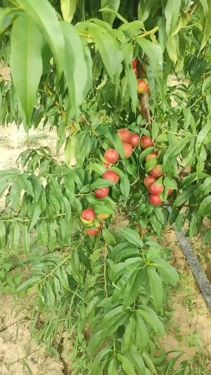 珍珠枣油桃3号
