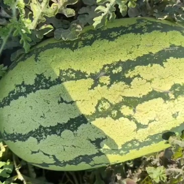 宁夏硒砂瓜