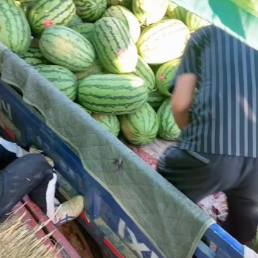甘肃沙地西瓜