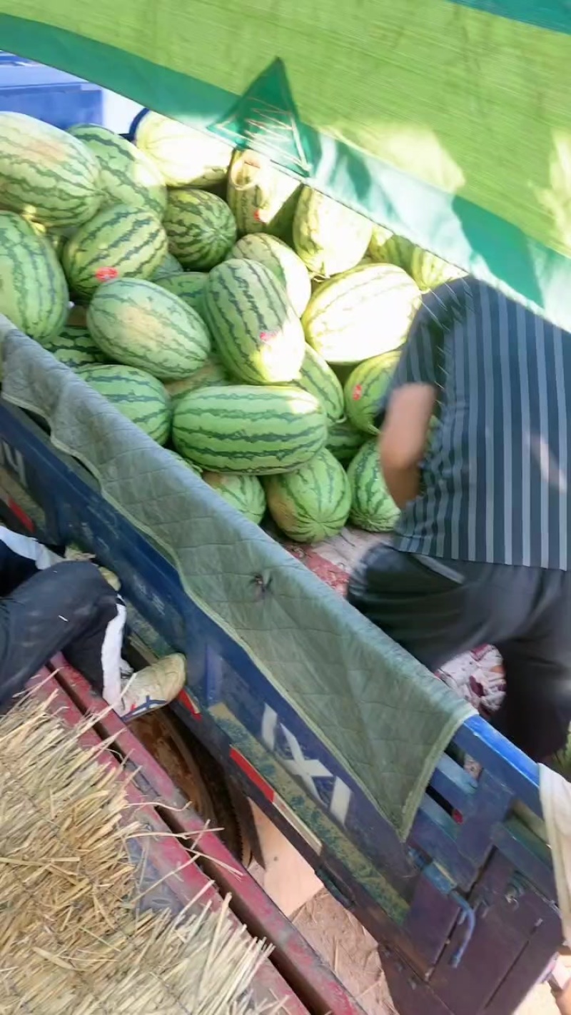甘肃沙地西瓜
