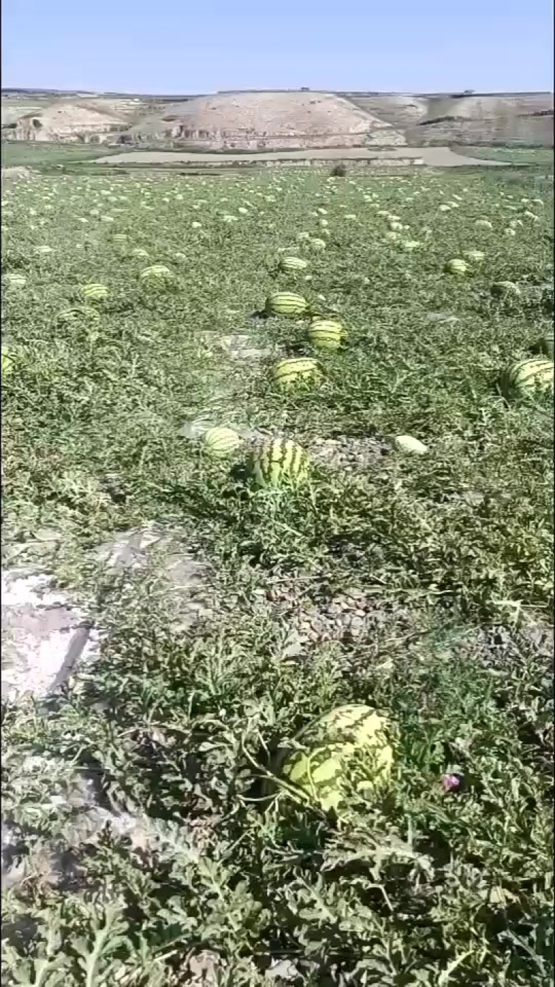 甘肃沙地西瓜