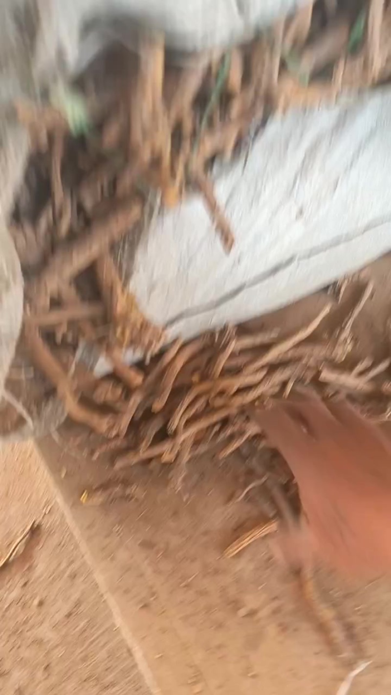 黄苓