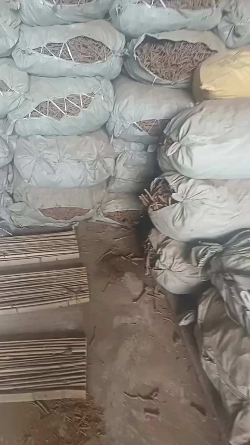 黄苓