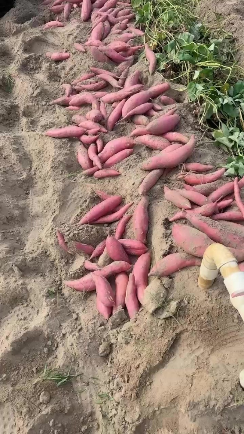 福建货303